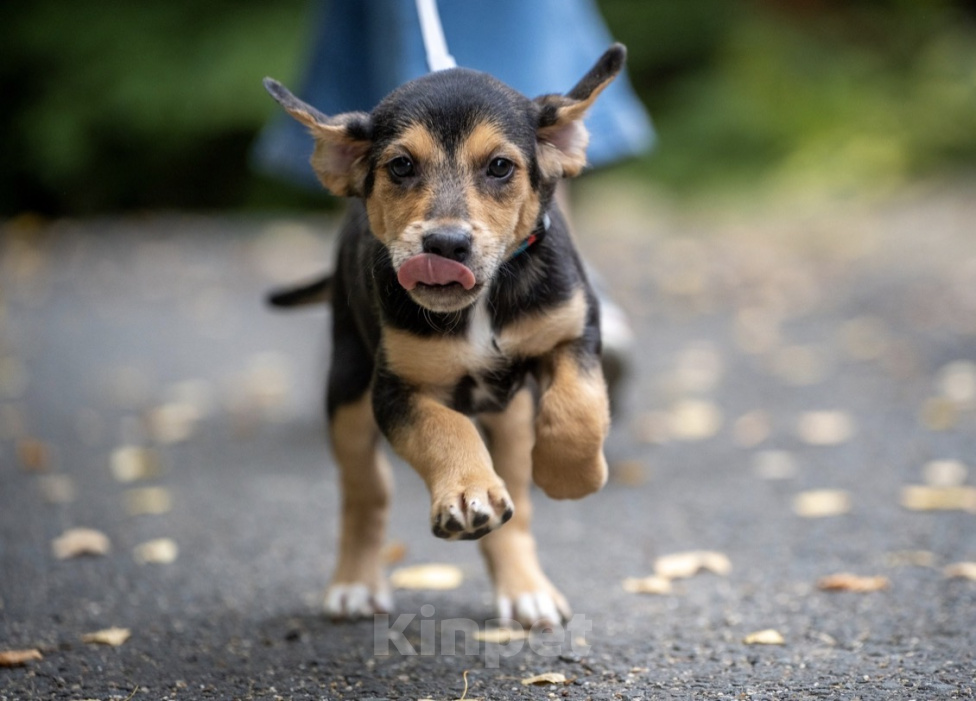 Собаки в Москве: 🐶 Бусинка ищет свою семью! 🐶 Девочка, Бесплатно - фото 7