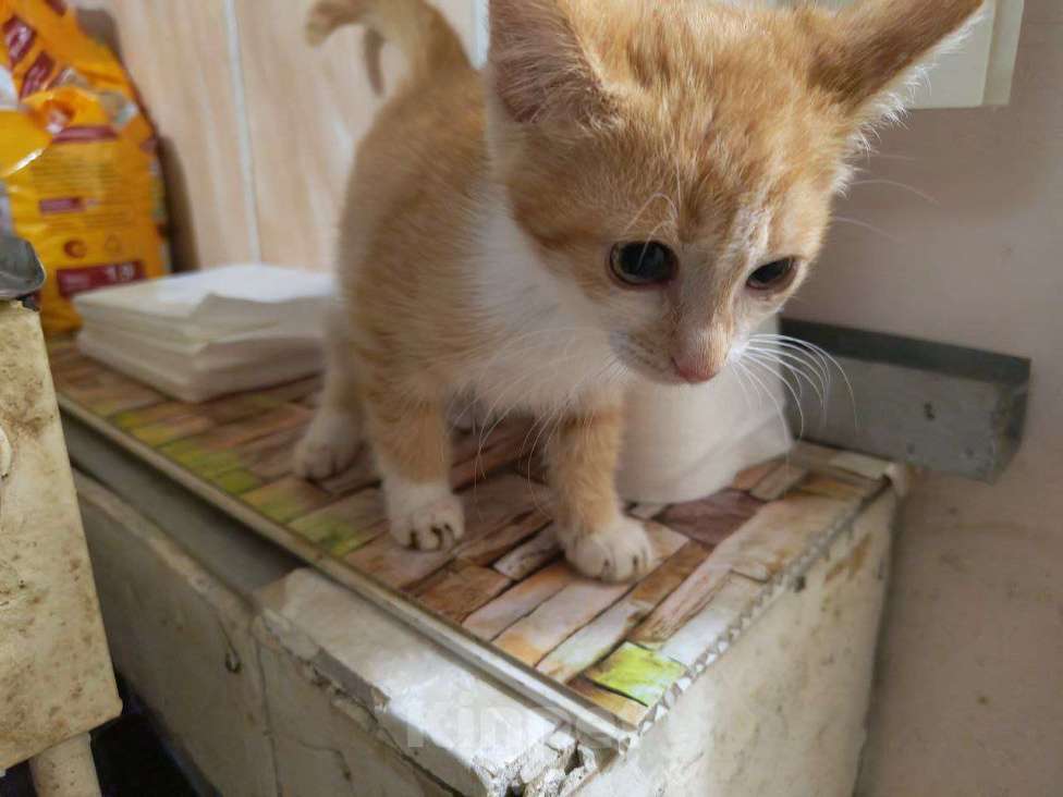 Кошки в других городах Московской области: Отдам рыжую красотку в добрые руки Девочка, 100 руб. - фото 8