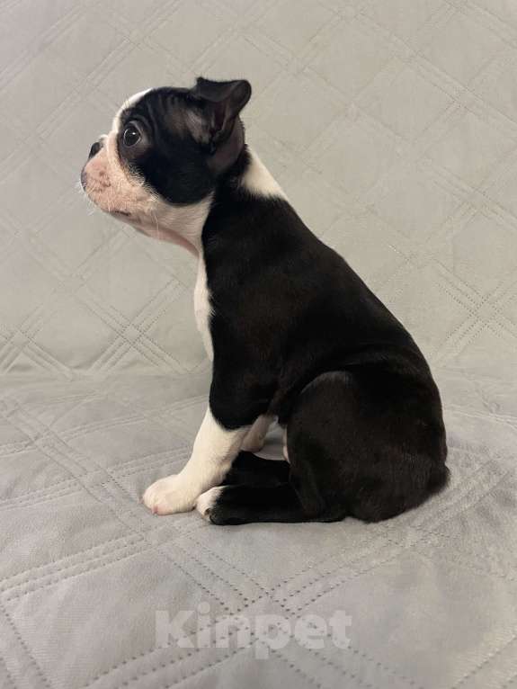 Собаки в других городах Ярославской области: Альма Бостон терьер Девочка, 65 000 руб. - фото 3