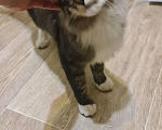 Кошки в Самаре: Найден кот Мальчик, Бесплатно - фото 4