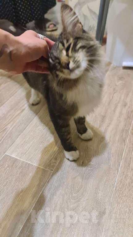 Кошки в Самаре: Найден кот Мальчик, Бесплатно - фото 4