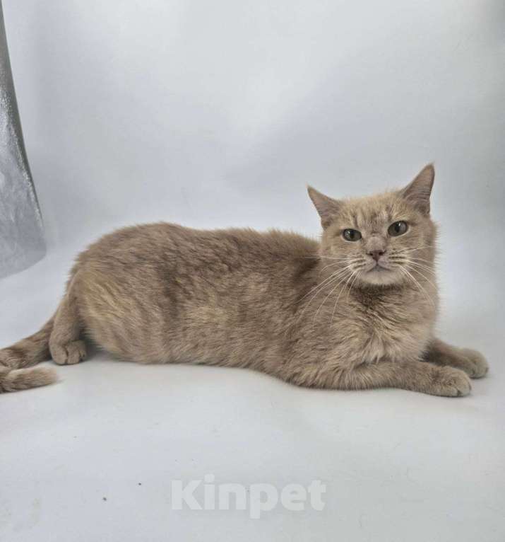 Кошки в Москве: Выкинутый в лютые морозы Емеля ищет дом Мальчик, Бесплатно - фото 9