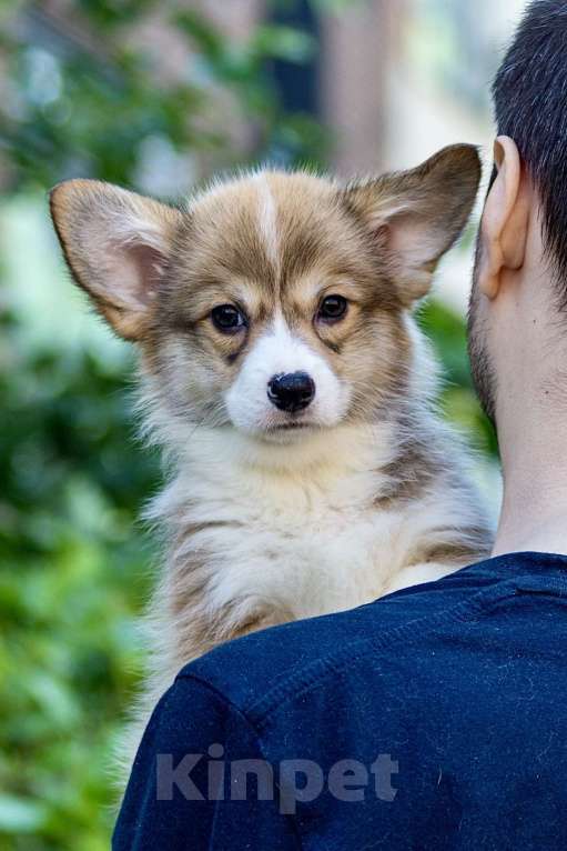 Собаки в Екатеринбурге: Щенки вельш корги пемброк Мальчик, 70 000 руб. - фото 2
