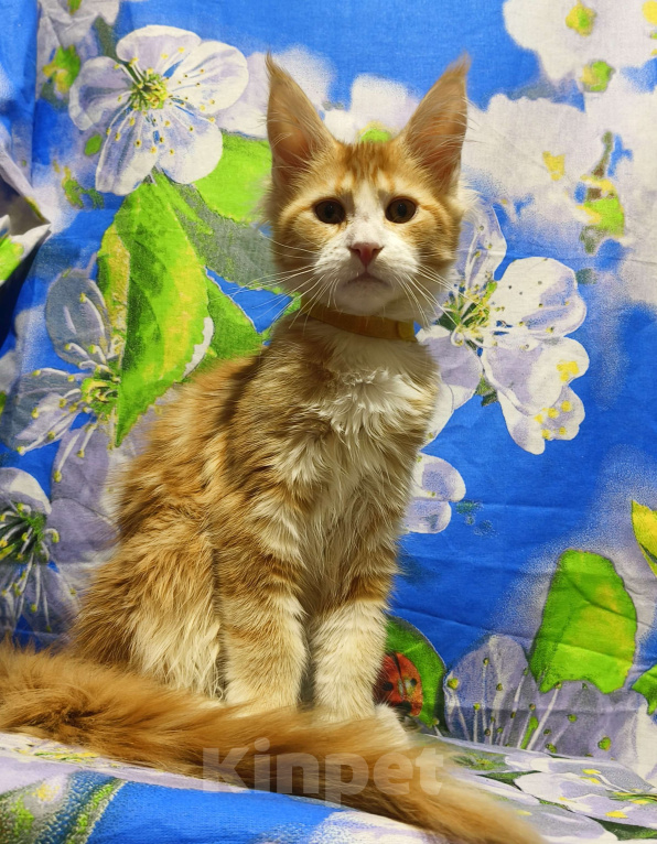 Кошки в Москве: Котёнок Мейн-Кун Девочка Девочка, 60 000 руб. - фото 3