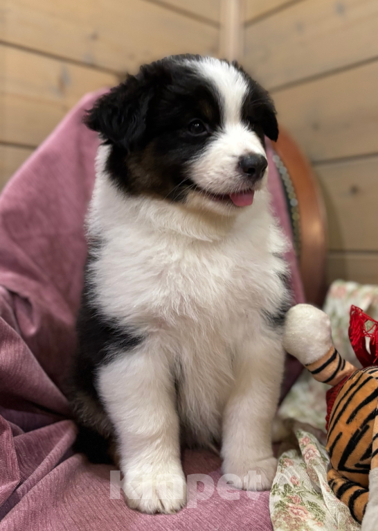 Собаки в Санкт-Петербурге: Австралийская овчарка щенки  Мальчик, 60 000 руб. - фото 3