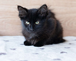 Кошки в Химках: Котёнок Мальчик, Бесплатно - фото 7