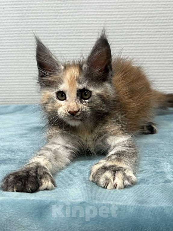 Кошки в Москве: Мейн-кун полидакт девочка Девочка, 35 000 руб. - фото 7