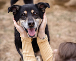 Собаки в Москве: Бывшедомашний пёсик в поисках нового дома Мальчик, Бесплатно - фото 9