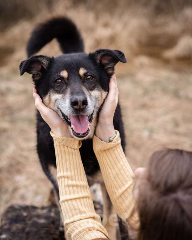 Собаки в Москве: Бывшедомашний пёсик в поисках нового дома Мальчик, Бесплатно - фото 9