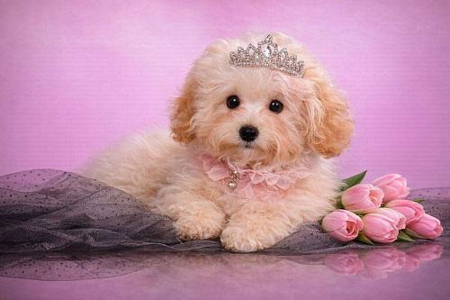 мальтипу мини