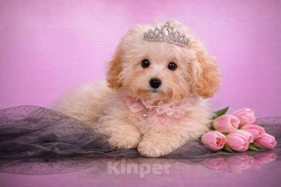 Собаки в Москве: мальтипу мини Девочка, 60 000 руб. - фото 1