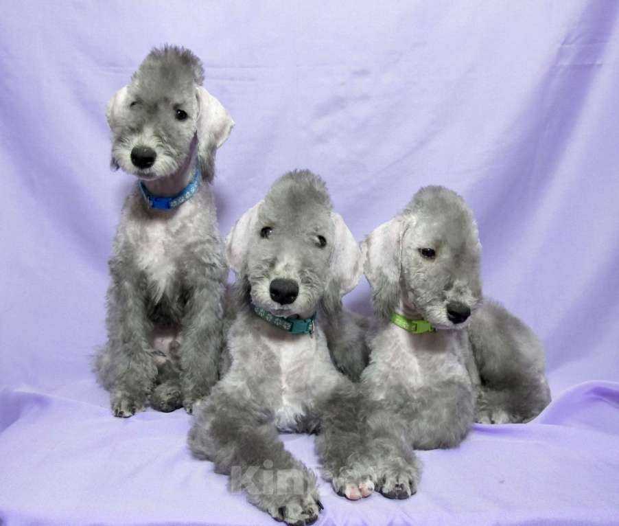 Собаки в Москве: Щенки бедлингтон терьер Мальчик, 90 000 руб. - фото 2