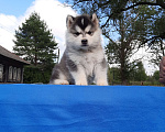 Собаки в Твери: Девочка Аляскинский маламут  Девочка, Бесплатно - фото 4