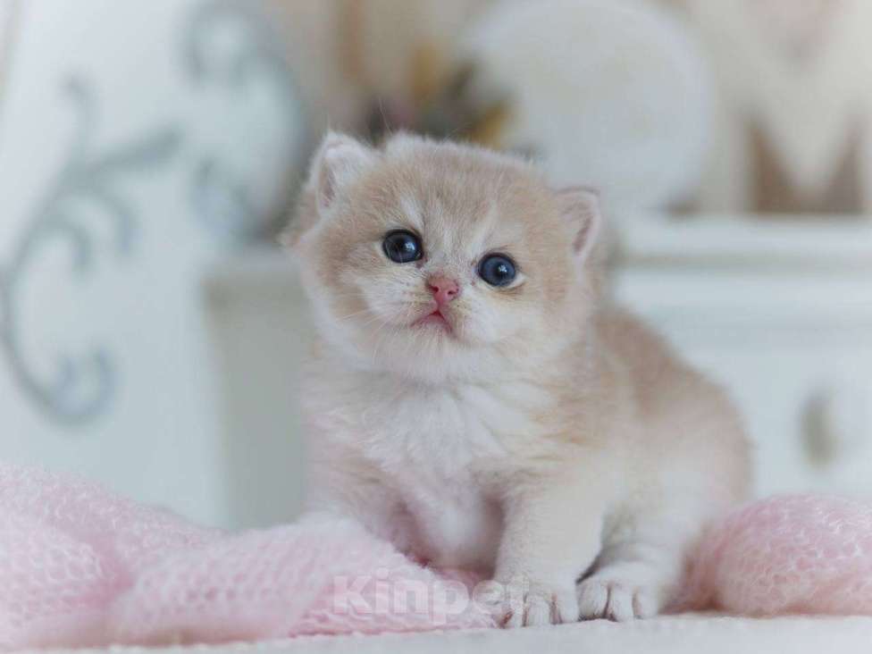 Кошки в Москве: Британский мальчик Финист Мальчик, 150 000 руб. - фото 4