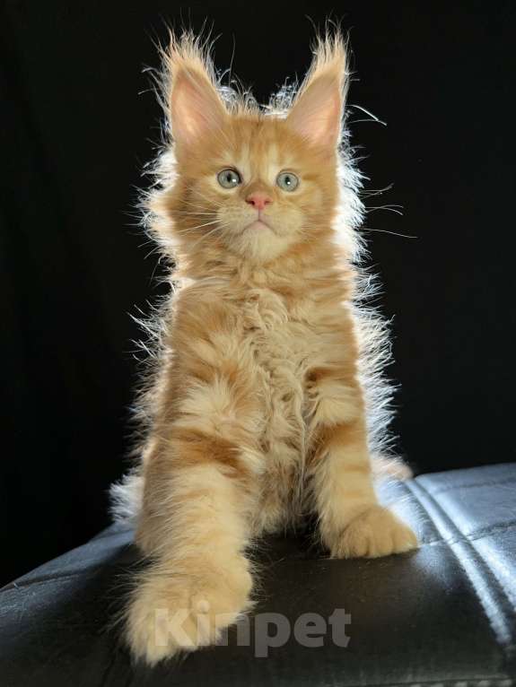 Кошки в Москве: Vasilisa Ventura-House.com Девочка, 100 000 руб. - фото 10