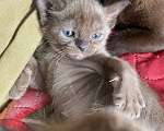 Кошки в Череповце: Бурманская Девочка, 35 000 руб. - фото 2