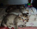 Кошки в Москве: Кошечка Тося ищет маму Девочка, Бесплатно - фото 4