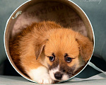 Собаки в Колпино: Щенок Вельш-корги пемброк  Девочка, 60 000 руб. - фото 2