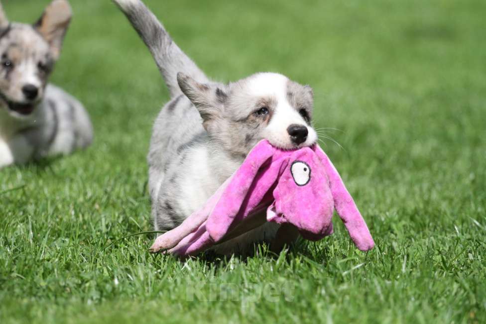 Собаки в Москве: Щенки вельш корги кардиган Мальчик, 80 000 руб. - фото 6