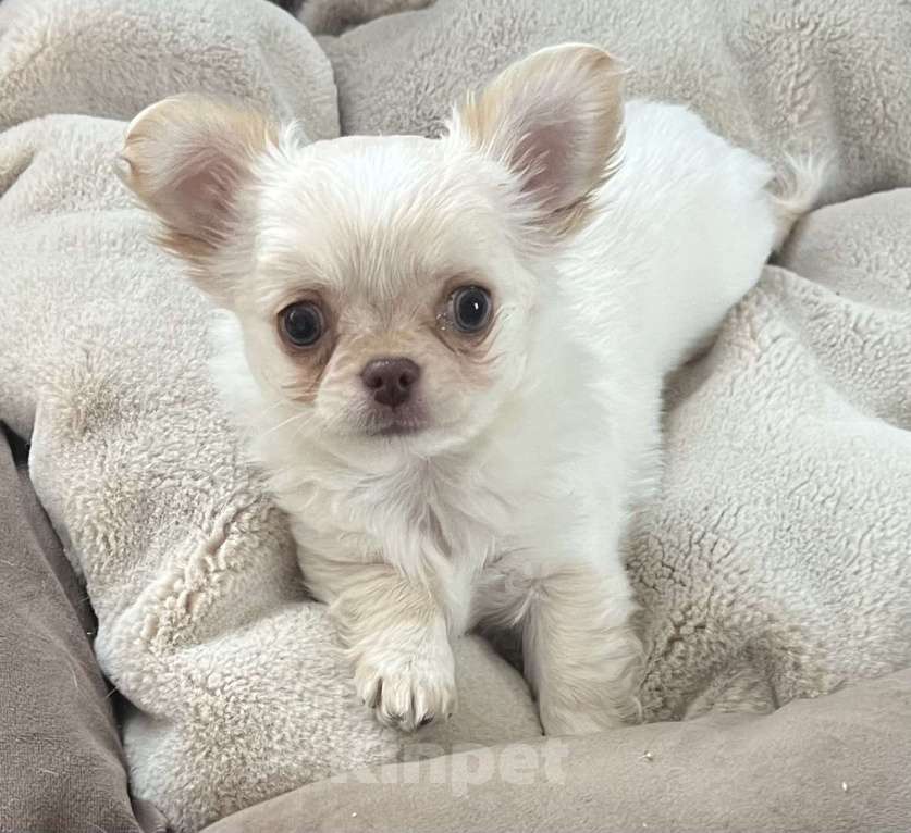 Собаки в Санкт-Петербурге: Щенок чихуахуа, сука Девочка, 50 000 руб. - фото 1