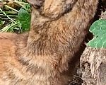 Кошки в Санкт-Петербурге: Он еще такой маленький, а уже знает, что такое улица Мальчик, Бесплатно - фото 1