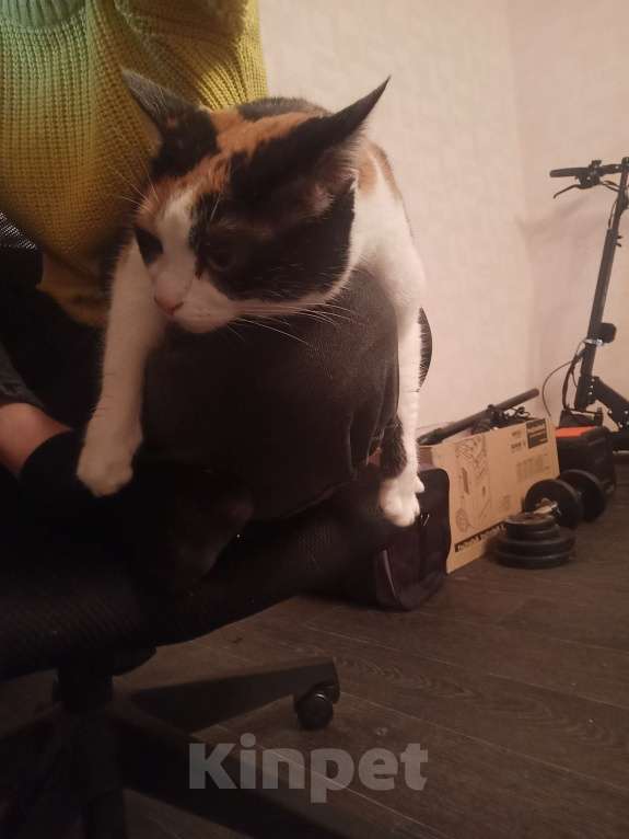 Кошки в Екатеринбурге: Дашка Девочка, Бесплатно - фото 10