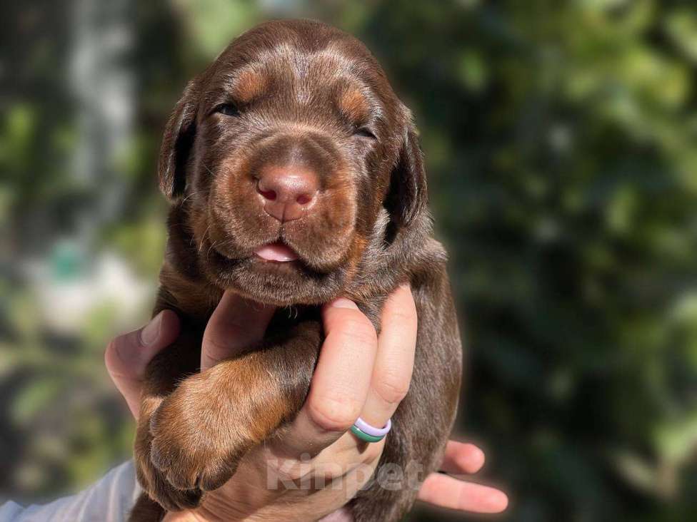 Собаки в Чехове: Крупные щенки добермана РКФ Мальчик, 70 000 руб. - фото 6