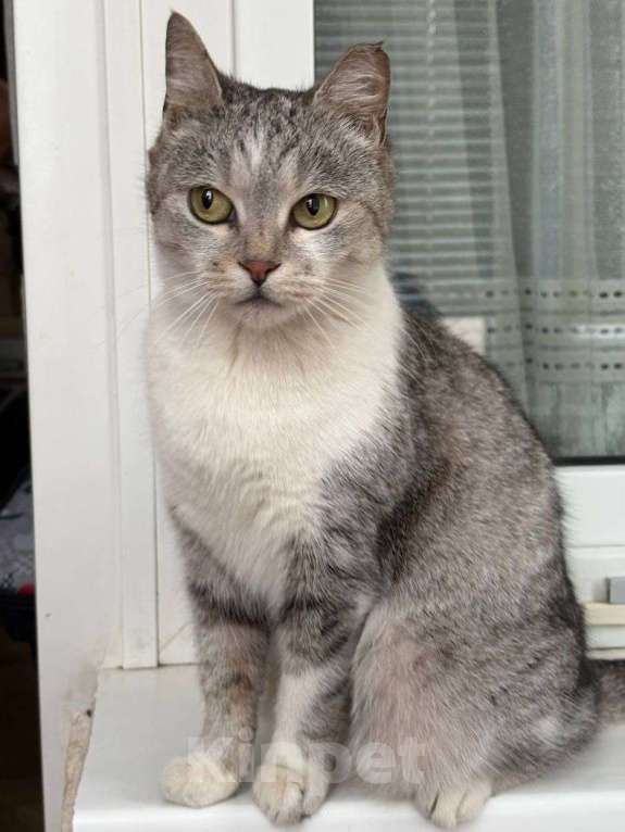 Кошки в Москве: Хозяева выбросили кошечку и запрещают пускать ее погреться Девочка, Бесплатно - фото 2