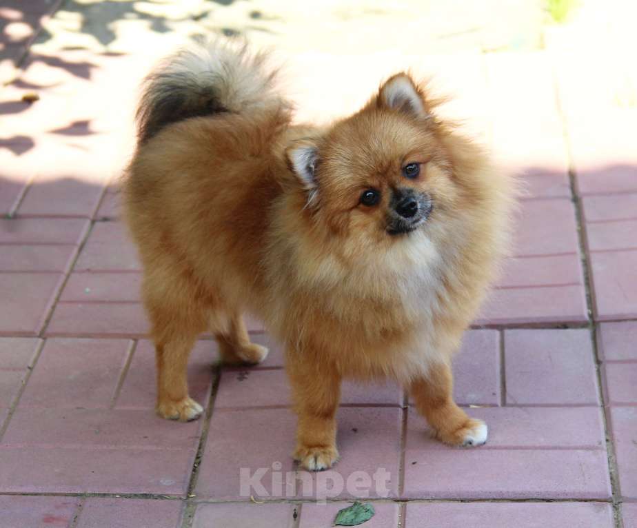 Собаки в Раменском: Девочка шпица  Девочка, 25 000 руб. - фото 2