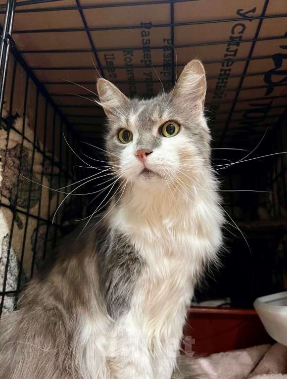 Кошки в Москве: Графиня - пушистая кошечка в добрые руки Девочка, Бесплатно - фото 9