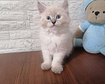 Кошки в Новосибирске: ♂️Romeo  Мальчик, 45 000 руб. - фото 3