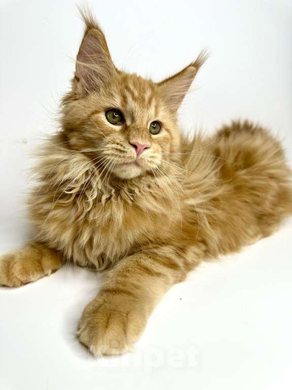 Кошки в Москве: Мейн-кун котенок Мальчик, 55 000 руб. - фото 2