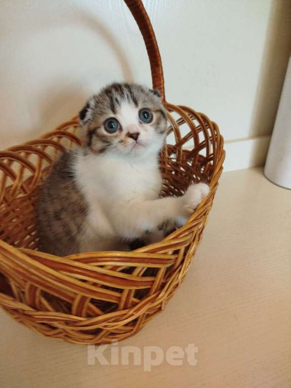 Кошки в Москве: котик Мальчик, 30 000 руб. - фото 1