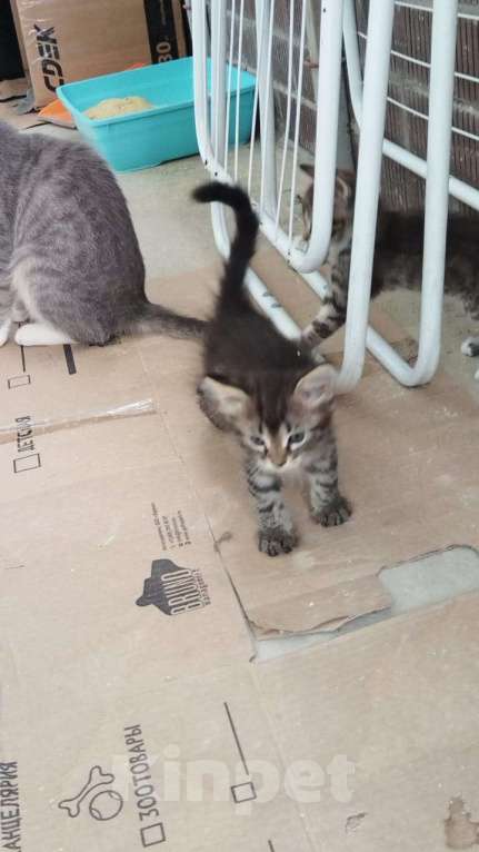 Кошки в Краснодаре: Котята и мама с папой Мальчик, 700 руб. - фото 3