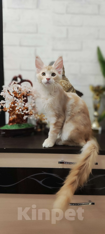 Кошки в Санкт-Петербурге: Котенок Мейн кун из питомника  Мальчик, 80 000 руб. - фото 1