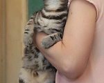 Кошки в Санкт-Петербурге: Безупречная красавица-кошка Девочка, 1 руб. - фото 3