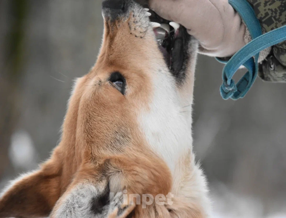 Собаки в Москве: Чарли в поисках дома Мальчик, Бесплатно - фото 6