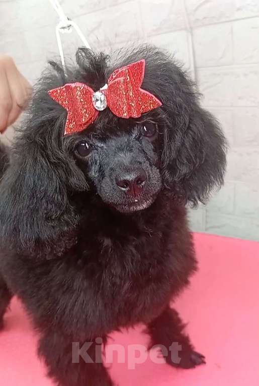 Собаки в Ставрополе: Девочка пудель  Девочка, 55 000 руб. - фото 2