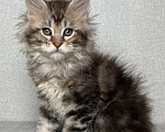 Кошки в Кубинке: Котенок мейн-куна Девочка, Бесплатно - фото 2
