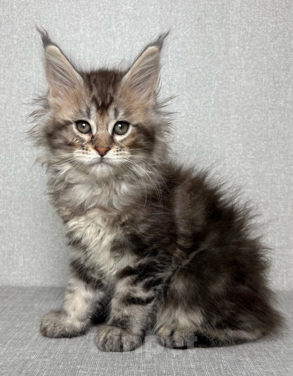Кошки в Кубинке: Котенок мейн-куна Девочка, Бесплатно - фото 2