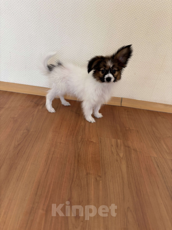 Собаки в Санкт-Петербурге: Кукольный мальчик папийона/папильона Бруно  Мальчик, 50 000 руб. - фото 2