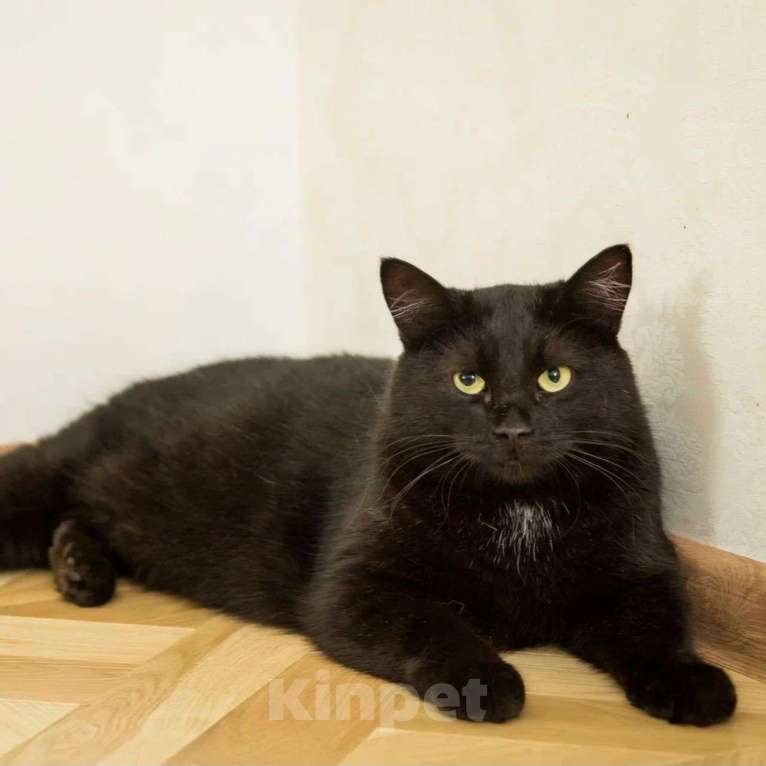 Кошки в Москве: Брюс Мальчик, Бесплатно - фото 2