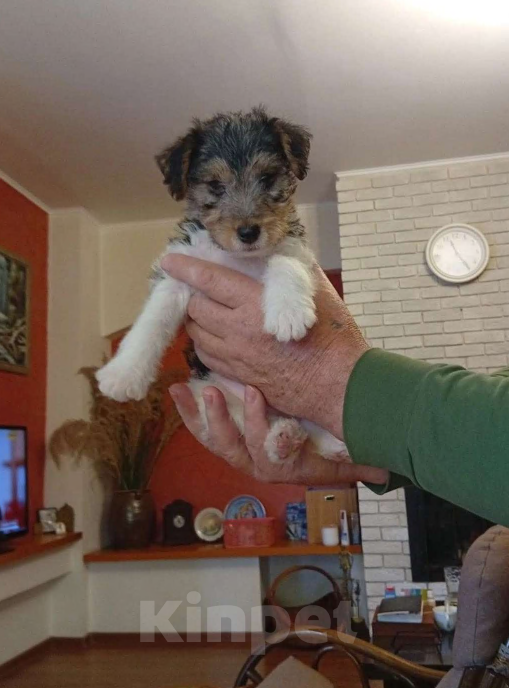 Собаки в Абинске: Продам Девочка, 15 000 руб. - фото 1