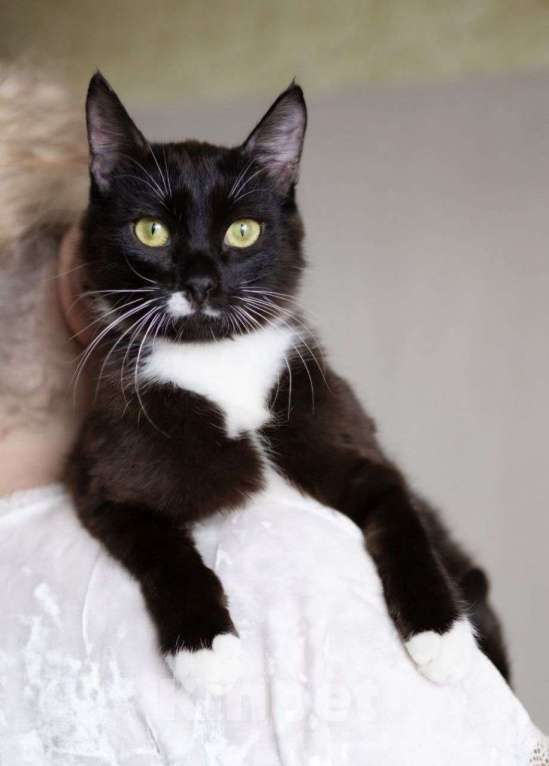 Кошки в Москве: Невероятно ласковая черная кошечка в добрые руки! Девочка, Бесплатно - фото 3