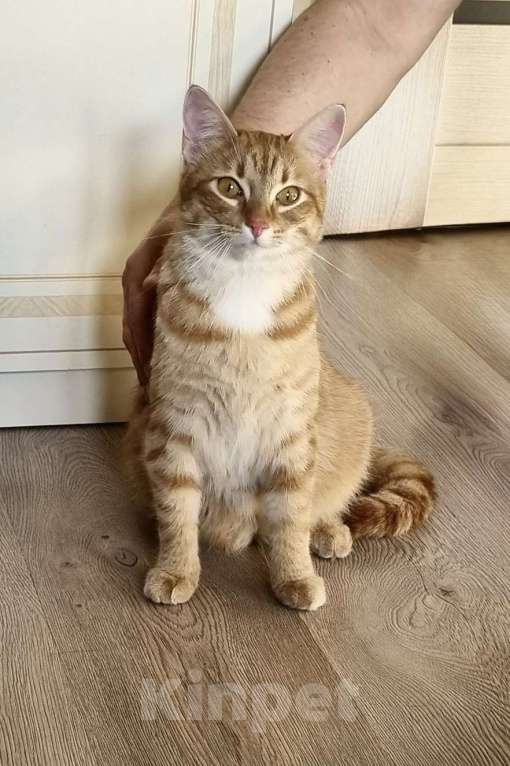 Кошки в Санкт-Петербурге: Кошечка Фрося ищет дом Девочка, Бесплатно - фото 2