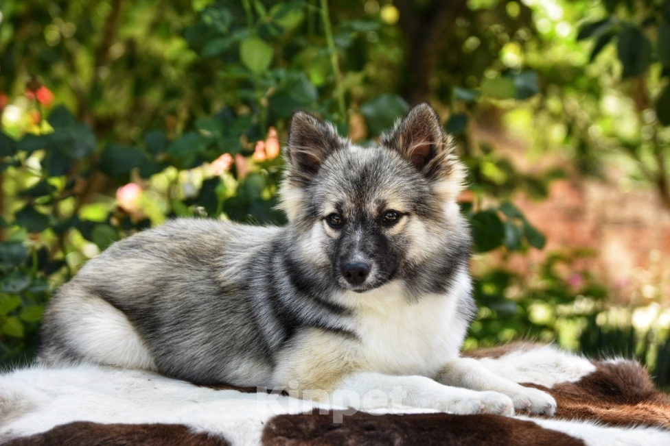 Собаки в Москве: Ненецкая оленегонная лайка. Сука Чинар. Девочка, 60 000 руб. - фото 5