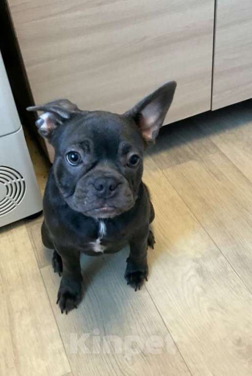 Собаки в Химках: Французский бульдог девочка Девочка, Бесплатно - фото 2