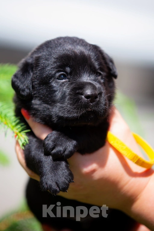 Собаки в Челябинске: Щенок чёрного лабрадора жёлтый ошейник 1 месяц Мальчик, 50 000 руб. - фото 1