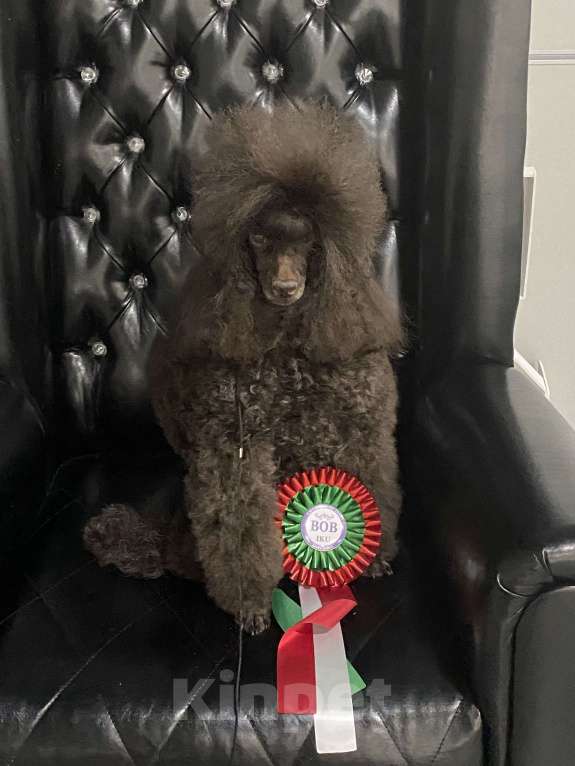 Собаки в Москве: Щенок пуделя мальчик 1 Мальчик, 90 000 руб. - фото 5