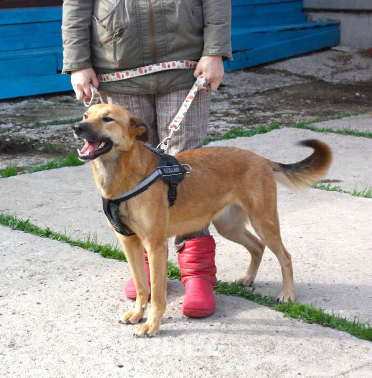 Собаки в Москве: Дружелюбная собака -компаньон Пипа ищет дом! Девочка, Бесплатно - фото 3